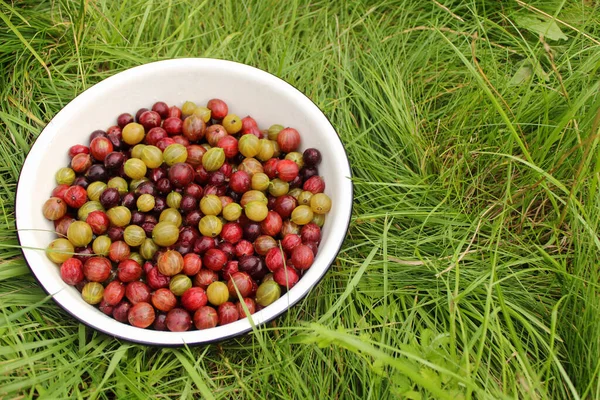Sulu ve güzel kokulu bektaşi üzümü açık yeşil çimenlerin üzerinde beyaz bir kasede. Yaz, sonbahar, hasat, tat. Boşluğu kopyala