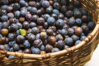 Hasır sepetin içinde yeni toplanmış taze siyah diken. Sonbahar hasat kavramı. 