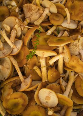 Taze mantarların geçmişi. Sonbahar ormanından taze toplanmış bal mantarları. Kapat.