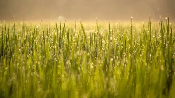 Orvalho Cai Folha Verde Manhã Enevoada — Fotografia de Stock