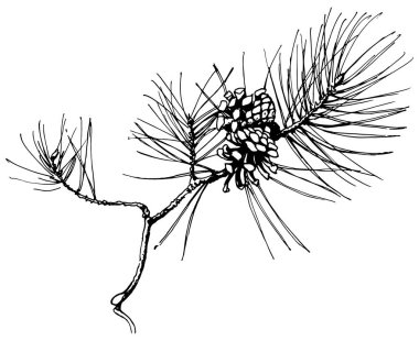 Beyaz arka plan üzerinde izole iki koniler ile el çekilmiş çam ağacı dalı. Vektör çizim. Siyah kalem vintage oyulmuş tarzında