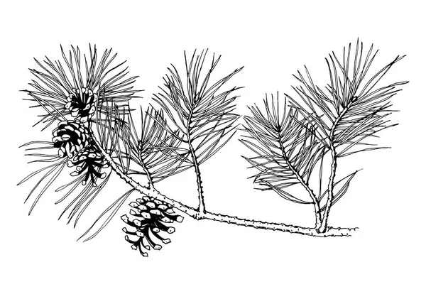Handgezeichneter Kiefernzweig Mit Zapfen Auf Weißem Hintergrund Vektorillustration Schwarzer Stift — Stockvektor