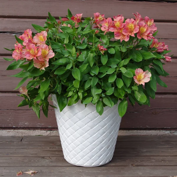 Bela Alstroemeria Rosa Vaso Branco Fundo Madeira — Fotografia de Stock