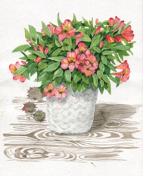 Watercolor Illustration Beautiful Pink Alstroemeria White Vase Wooden Background — Stock Photo, Image