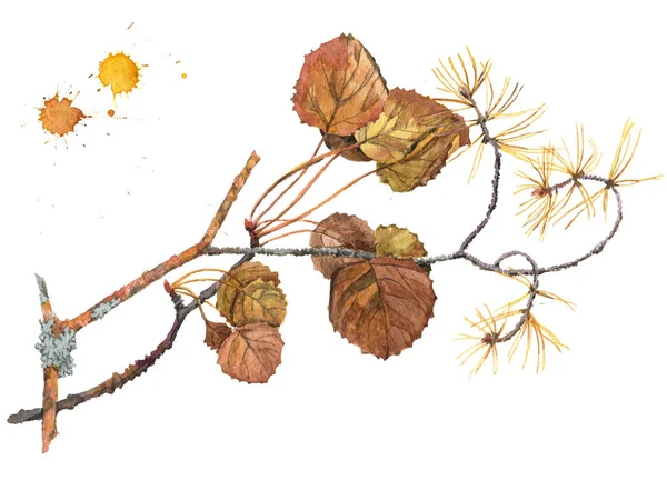 Aquarel Schilderij Van Een Herfst Tak Van Aspen Boom Een — Stockfoto