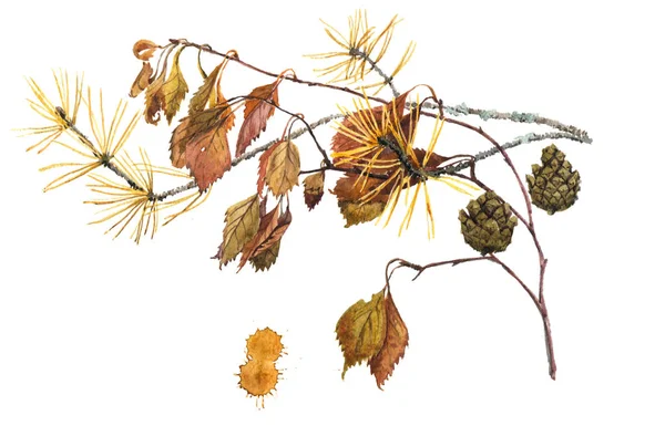 Aquarellgemälde Eines Braunen Herbstzweiges Der Birke Und Eines Kiefernzweiges Und — Stockfoto