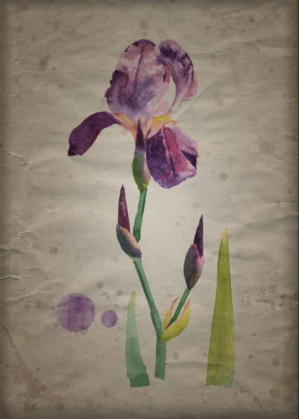 Iris Fiore Viola Pittura Acquerello Disegnato Mano Illustrazione Carta Artigianale — Foto Stock