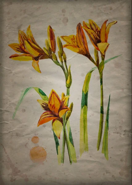 Ramo Fiore Giallo Daylily Hemerocallis Lilioasphodelus Pittura Acquerello Disegnato Mano — Foto Stock