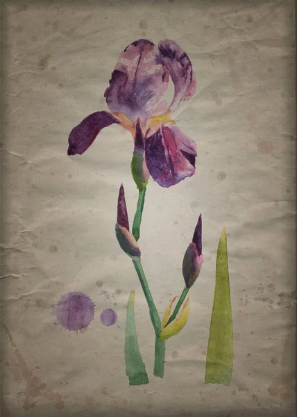 Blume Violette Iris Aquarell Handgezeichnete Malerei Illustration Auf Bastelpapier Strukturierten — Stockfoto