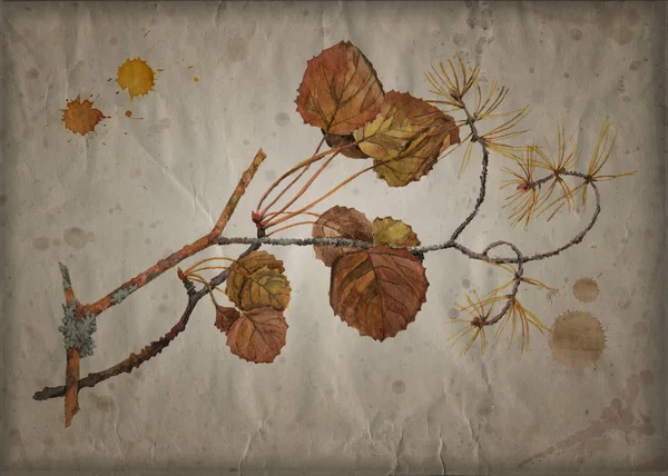 Aquarell Gemälde Von Einem Herbstlichen Ast Der Espe Und Einem — Stockfoto