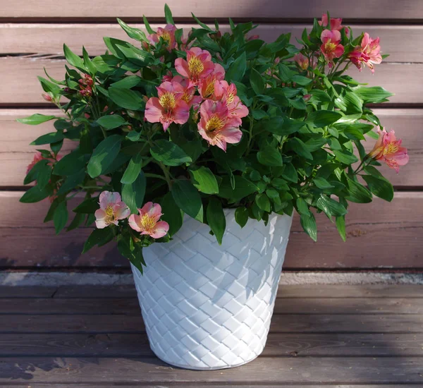 Vackra Rosa Alstroemeria Vit Vas Trä Bakgrund Solig Sommardag Utomhus — Stockfoto