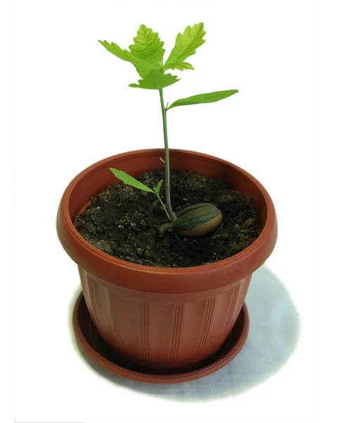 Sprout Unga Kruka Växer Från Ekollon Isolerad Vit Bakgrund — Stockfoto