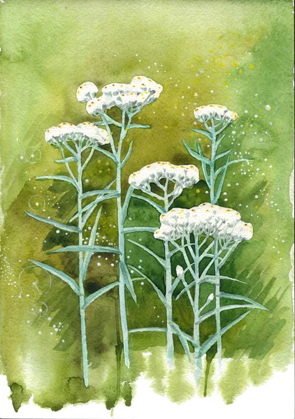 Акварельна Ілюстрація Дрібних Білих Квітів Anaphalis Margaritacea Або Західна Перламутрова — стокове фото
