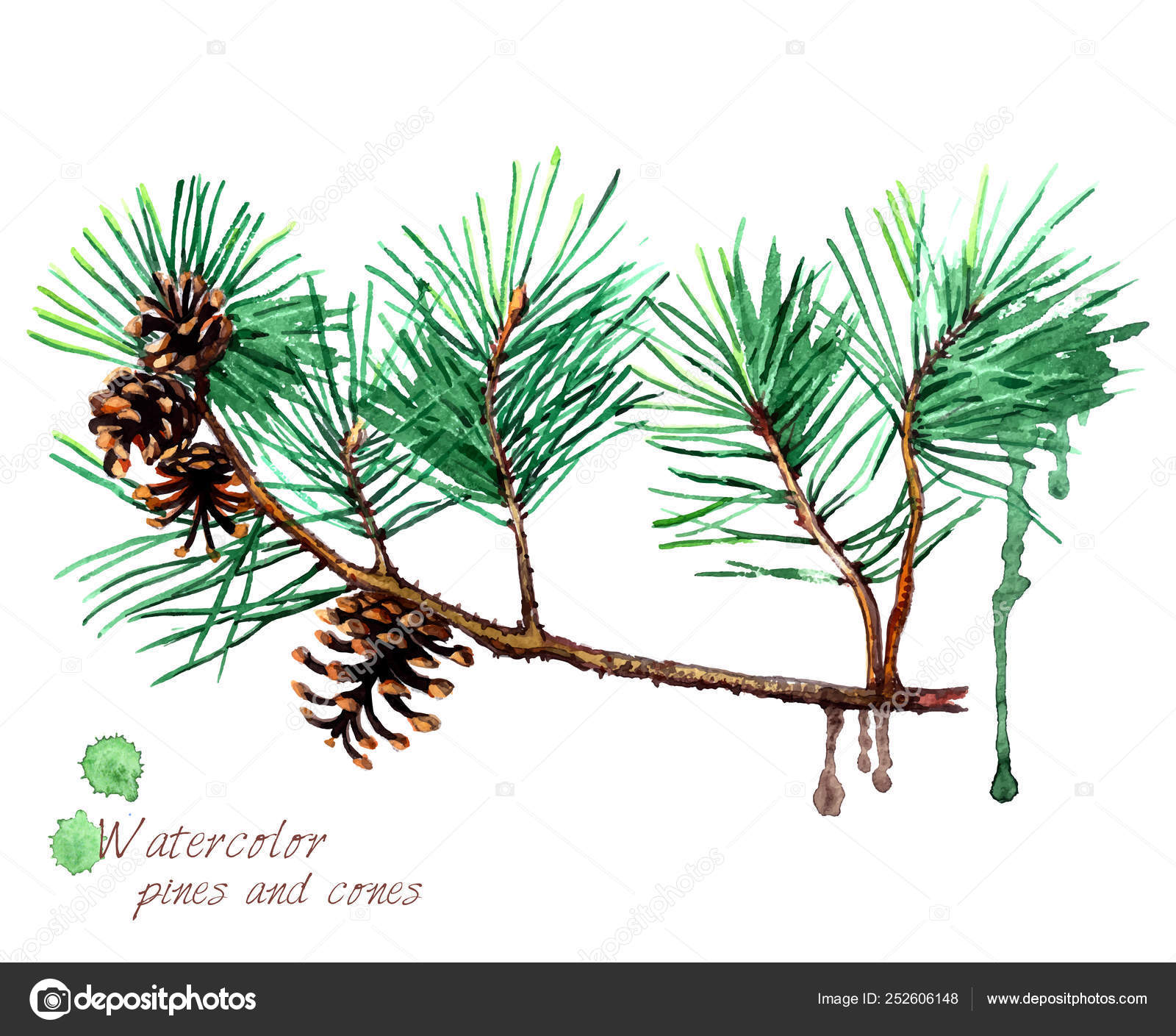 Pine Branches with Green Needles Stock Vector - Illustration of