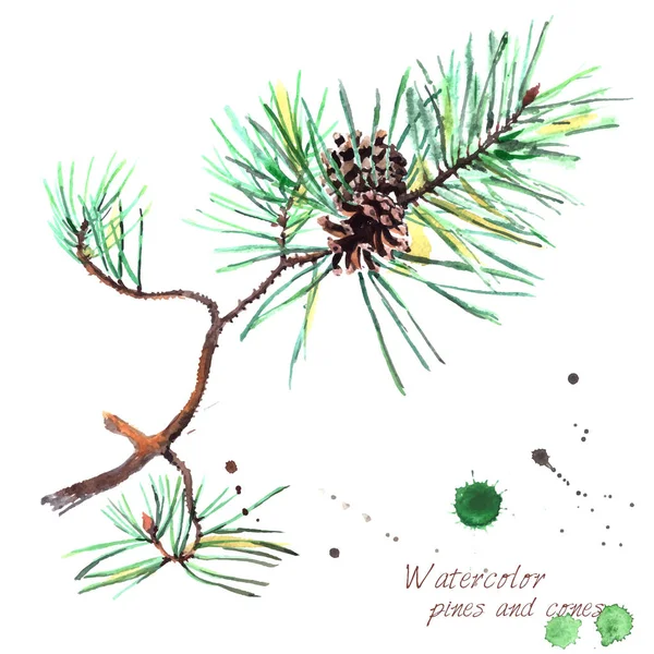 在白色背景上定义的针和圆锥的现实松树枝水彩画 — 图库矢量图片