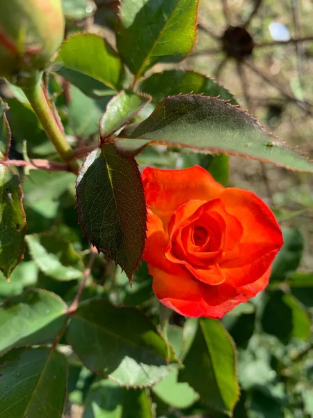 Orange Rose Mit Grünen Blättern — Stockfoto