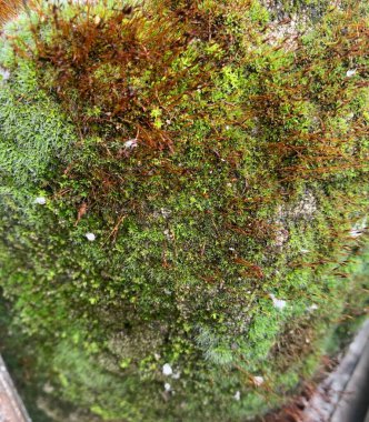 Yeşil güzel yosun. Yaklaş.