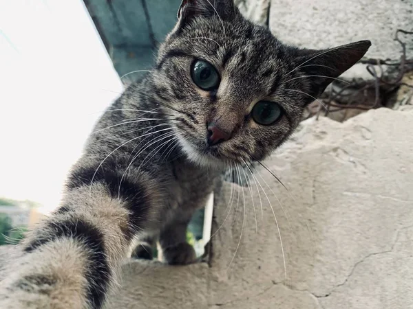 Gray Cat Pulls Paw Camera — Stock Photo, Image