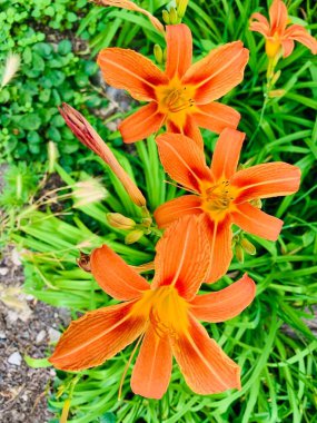 Yaprakların arka planında turuncu zambaklar