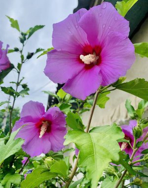 Büyük mor çiçekler kapanıyor.