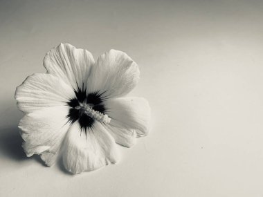 Beyaz arkaplanda beyaz çiçek