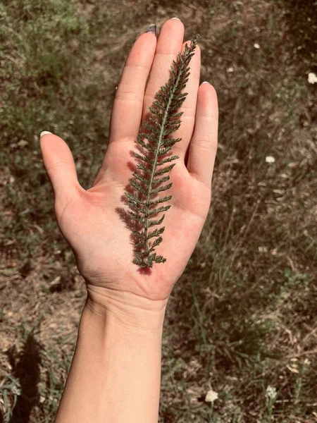 Bella Foglia Verde Portata Mano — Foto Stock