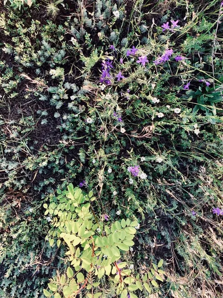 Όμορφα Αγριολούλουδα Κοντά — Φωτογραφία Αρχείου