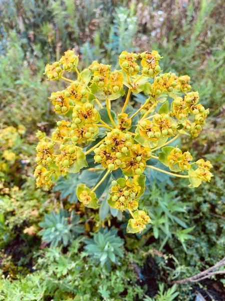 Bellissimi Fiori Selvatici Vicino — Foto Stock