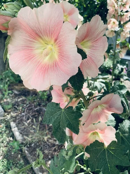 Grandes Flores Rosadas Jardín — Foto de Stock