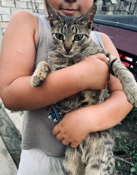 Kind Mit Einer Katze Arm — Stockfoto