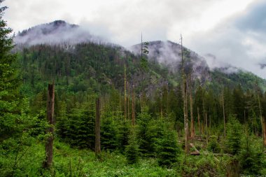 Dağlar. Dağlarda yürüyüş. Dağlarda yağmurlu bir gün. Dağlarda yaz.
