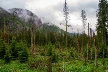 Dağlar. Dağlarda yürüyüş. Dağlarda yağmurlu bir gün. Dağlarda yaz.
