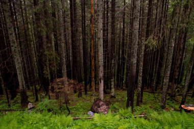 Dağlar. Dağlarda yürüyüş. Dağlarda yağmurlu bir gün. Dağlarda yaz.