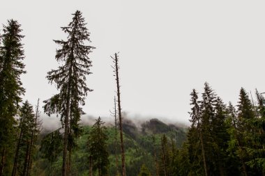 Dağlar. Dağlarda yürüyüş. Dağlarda yağmurlu bir gün. Dağlarda yaz.