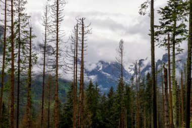 Dağlar. Dağlarda yürüyüş. Dağlarda yağmurlu bir gün. Dağlarda yaz.