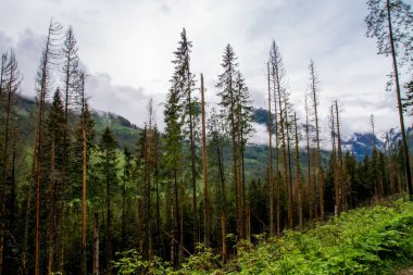 Dağlar. Dağlarda yürüyüş. Dağlarda yağmurlu bir gün. Dağlarda yaz.