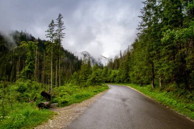 Dağlarda, ağaçların arasında bir nehir. Dağlarda yağmurlu bir gün. Dağlarda yaz.