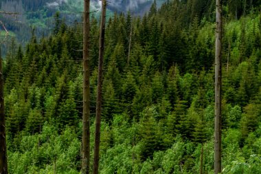 Dağlarda, ağaçların arasında bir nehir. Dağlarda yağmurlu bir gün. Dağlarda yaz.