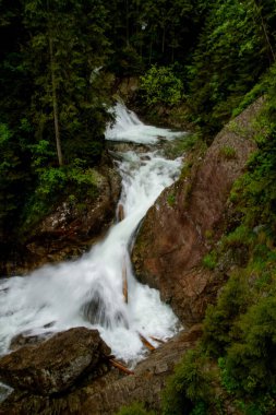 Dağlarda, ağaçların arasında bir nehir. Dağlarda yağmurlu bir gün. Dağlarda yaz.