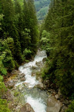 Dağlarda, ağaçların arasında bir nehir. Dağlarda yağmurlu bir gün. Dağlarda yaz.