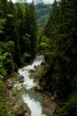 Dağlarda, ağaçların arasında bir nehir. Dağlarda yağmurlu bir gün. Dağlarda yaz.