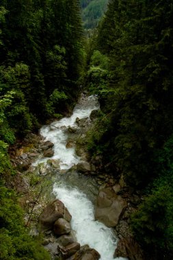 Dağlarda, ağaçların arasında bir nehir. Dağlarda yağmurlu bir gün. Dağlarda yaz.