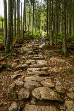 Dağlarda, ağaçların arasında bir nehir. Dağlarda yağmurlu bir gün. Dağlarda yaz.