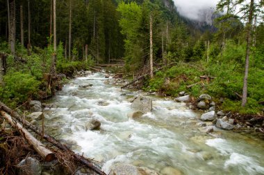 Dağlarda, ağaçların arasında bir nehir. Dağlarda yağmurlu bir gün. Dağlarda yaz.
