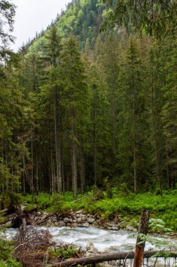 Dağlar. Dağlarda yürüyüş. Dağlarda yağmurlu bir gün. Dağlarda yaz.