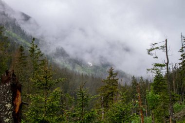 Dağlar. Dağlarda yürüyüş. Dağlarda yağmurlu bir gün. Dağlarda yaz.