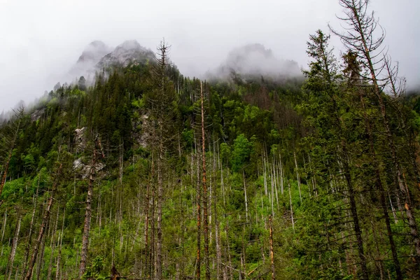 山の中でハイキング 山の中で雨の日 山の中の夏 — ストック写真