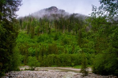 Dağlarda, ağaçların arasında bir nehir. Dağlarda yağmurlu bir gün. Dağlarda yaz.