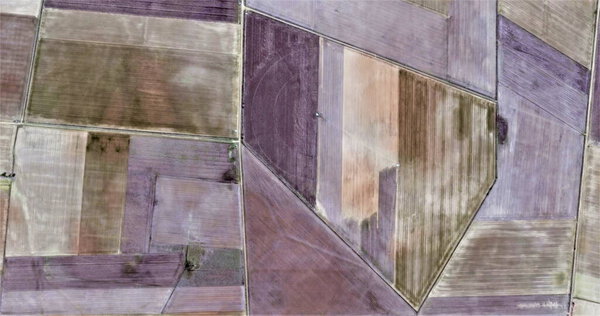 skinny cows, tribute to Picasso, abstract photography of the Spain fields from the air, aerial view, representation of human labor camps, abstract art, 