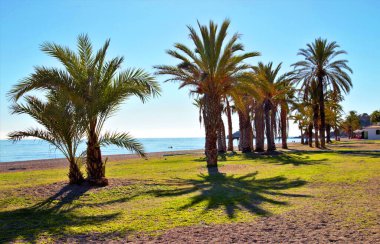 Almuecar, Granada, Endülüs, İspanya, Tropikal kıyılar, tatiller, Akdeniz 'de palmiye ağaçları olan sahil manzarası,